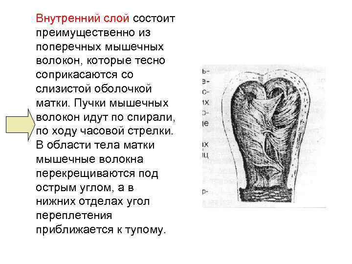 Внутренний слой состоит преимущественно из поперечных мышечных волокон, которые тесно соприкасаются со слизистой оболочкой