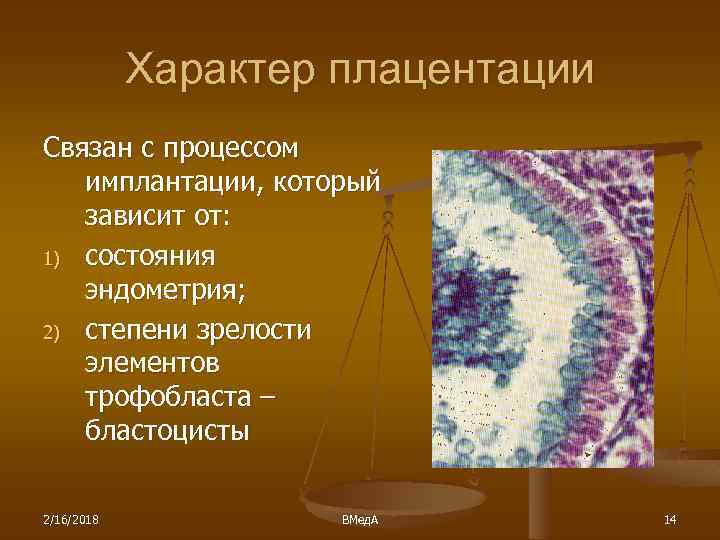 Характер плацентации Связан с процессом имплантации, который зависит от: 1) состояния эндометрия; 2) степени