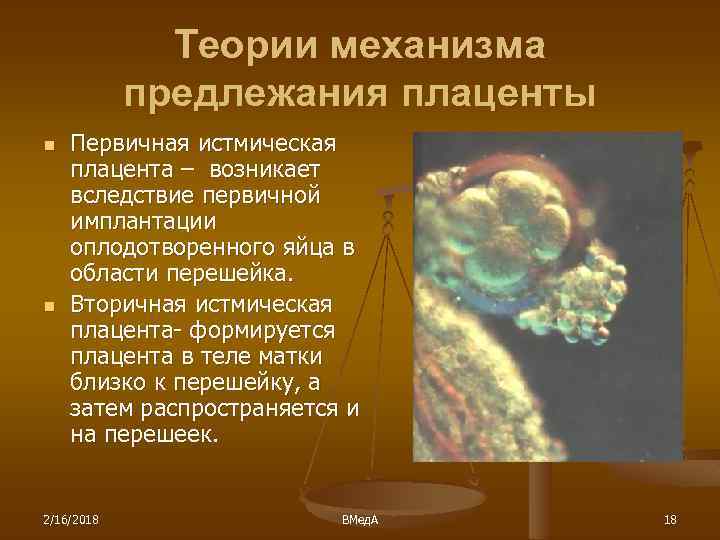 Теории механизма предлежания плаценты n n Первичная истмическая плацента – возникает вследствие первичной имплантации
