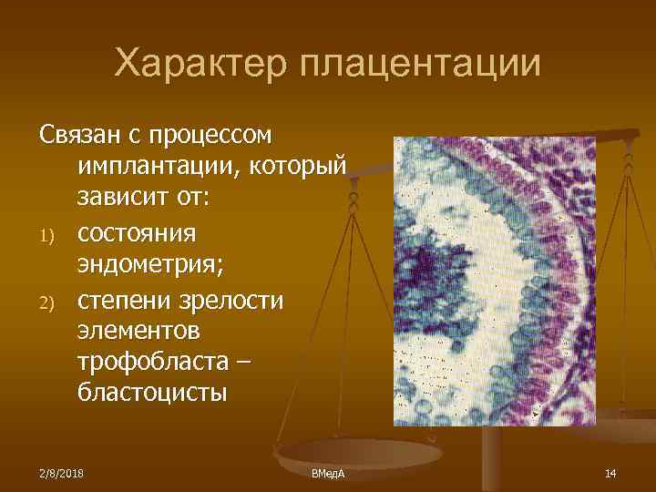 Характер плацентации Связан с процессом имплантации, который зависит от: 1) состояния эндометрия; 2) степени