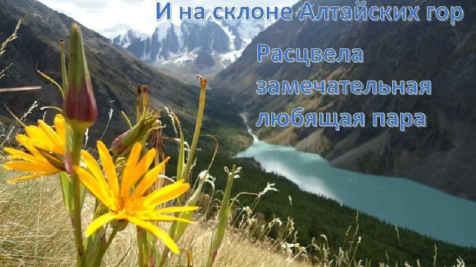 И на склоне Алтайских гор Расцвела замечательная любящая пара 