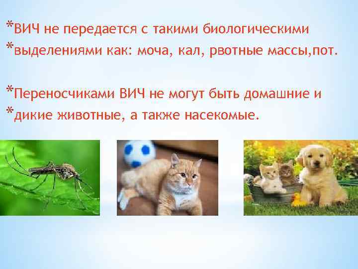 *ВИЧ не передается с такими биологическими *выделениями как: моча, кал, рвотные массы, пот. *Переносчиками