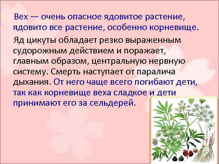 Отравление ядовитыми растениями