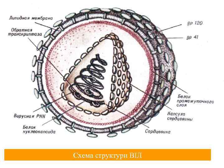Схема структури ВІЛ 
