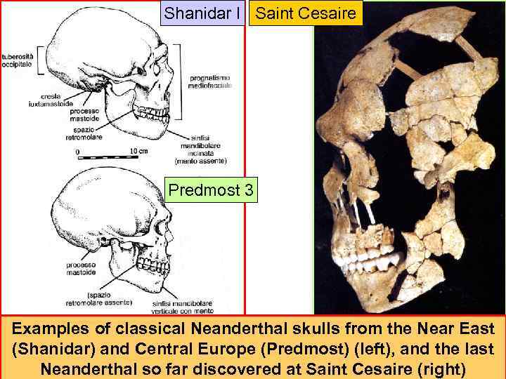 Shanidar I Saint Cesaire Predmost 3 Examples of classical Neanderthal skulls from the Near