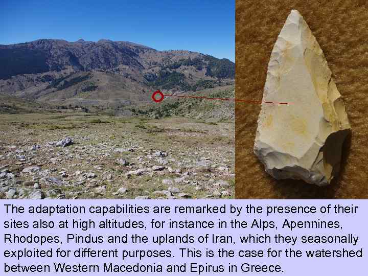 The adaptation capabilities are remarked by the presence of their sites also at high