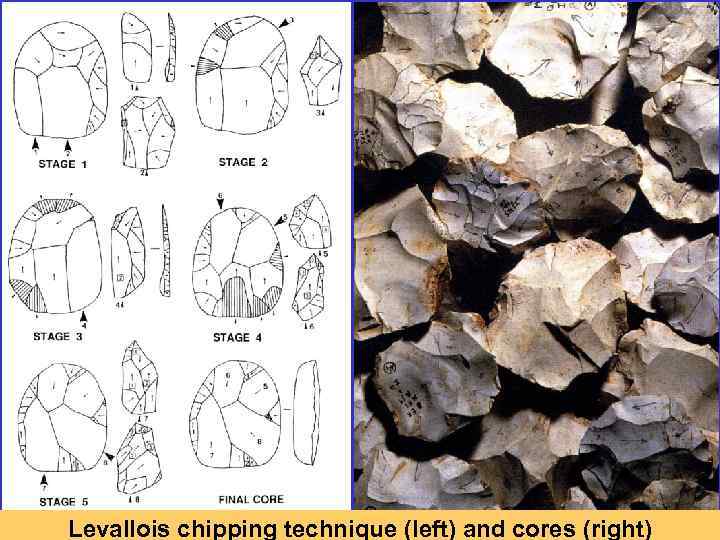 Levallois chipping technique (left) and cores (right) 