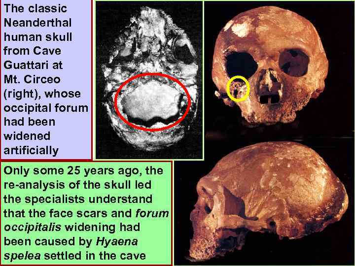 The classic Neanderthal human skull from Cave Guattari at Mt. Circeo (right), whose occipital