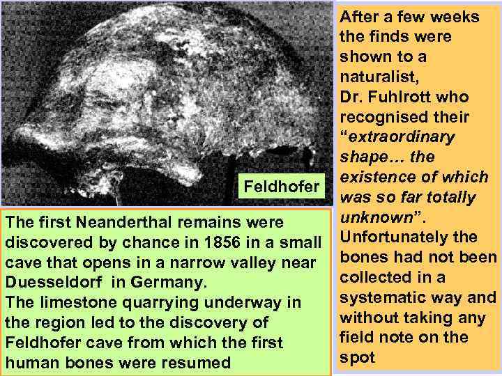 Feldhofer The first Neanderthal remains were discovered by chance in 1856 in a small
