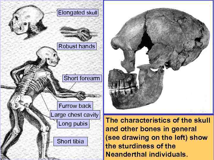 Elongated skull Robust hands Short forearm Furrow back Large chest cavity Long pubis Short