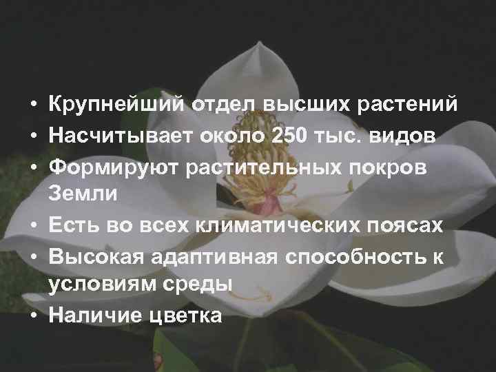  • Крупнейший отдел высших растений • Насчитывает около 250 тыс. видов • Формируют