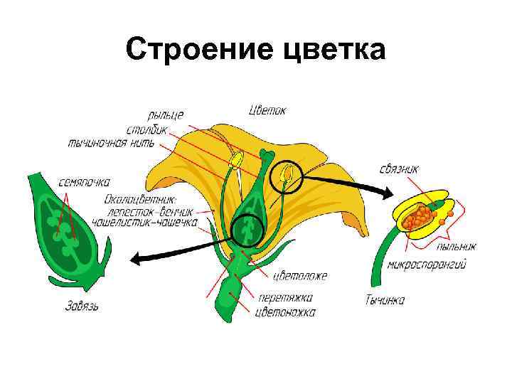 Строение цветка 