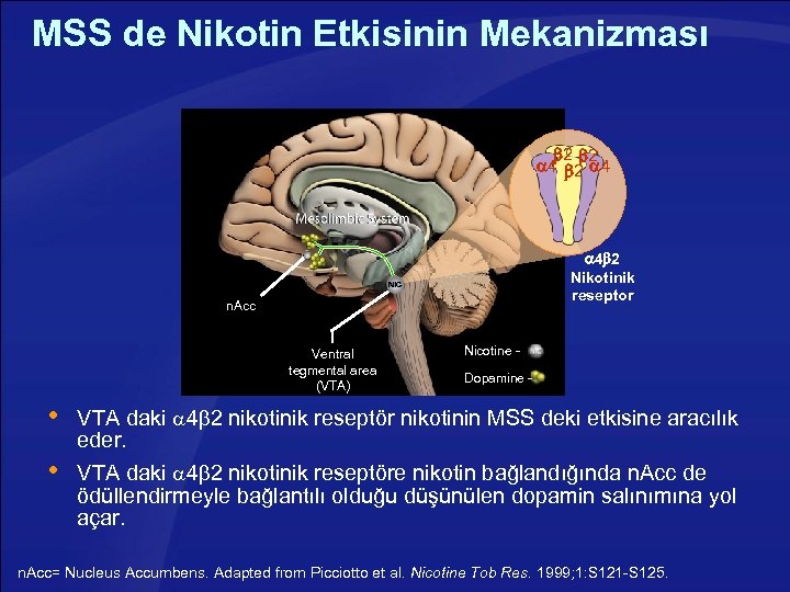 MSS de Nikotin Etkisinin Mekanizması 2 2 4 4 2 Nikotinik reseptor NIC n.