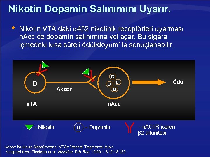 Nikotin Dopamin Salınımını Uyarır. Nikotin VTA daki 4 2 nikotinik receptörleri uyarması n. Acc