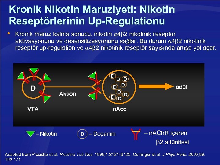 Kronik Nikotin Maruziyeti: Nikotin Reseptörlerinin Up-Regulationu Kronik maruz kalma sonucu, nikotin 4 2 nikotinik
