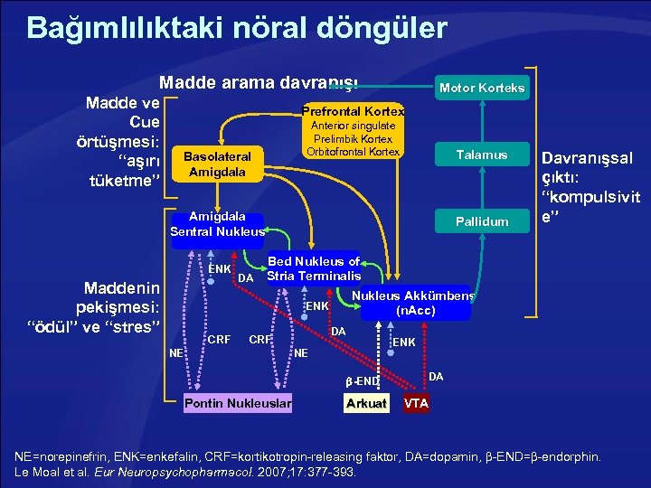 Bağımlılıktaki nöral döngüler Madde arama davranışı Madde ve Cue örtüşmesi: “aşırı tüketme” Motor Korteks