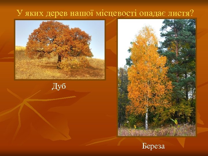 У яких дерев нашої місцевості опадає листя? Дуб Береза 