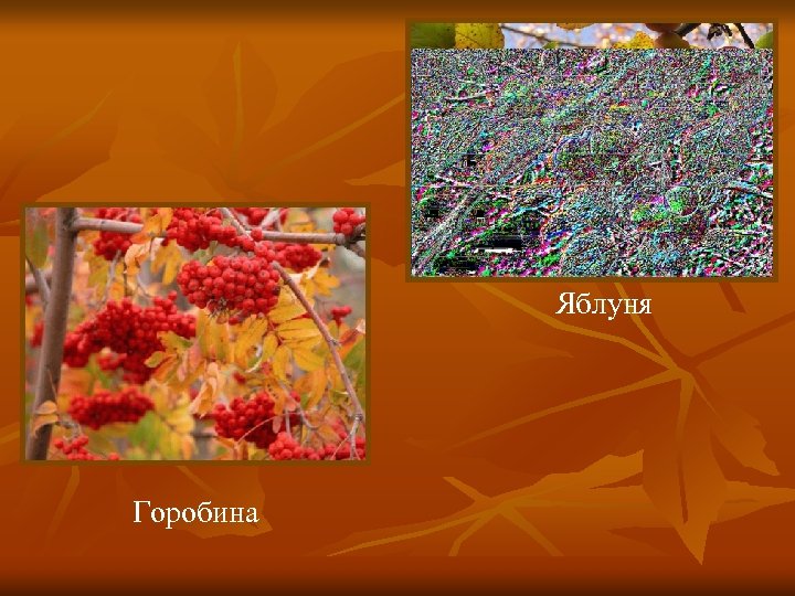  Яблуня Горобина 