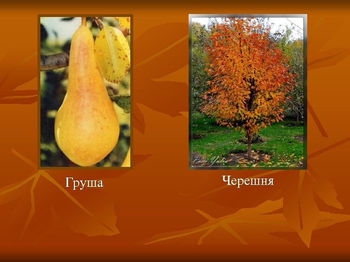 Груша Черешня 