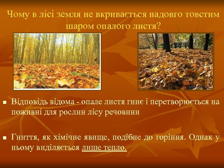 Чому в лісі земля не вкривається надовго товстим шаром опалого листя? n n Відповідь
