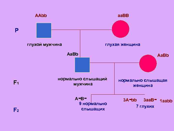 AAbb aa. BB P глухой мужчина глухая женщина Aa. Bb F 1 нормально слышащий