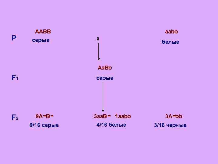 Схема aabb x aabb иллюстрирует скрещивание