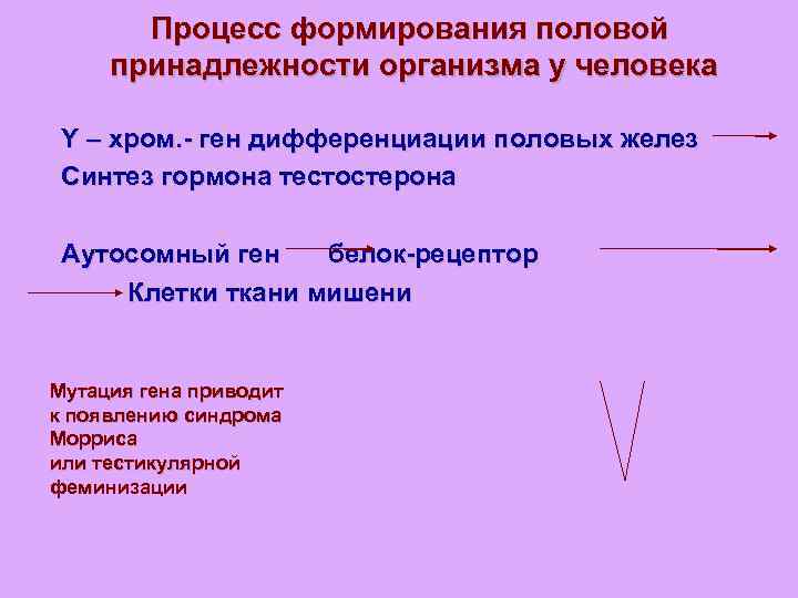 Процесс формирования половой принадлежности организма у человека Y – хром. - ген дифференциации половых