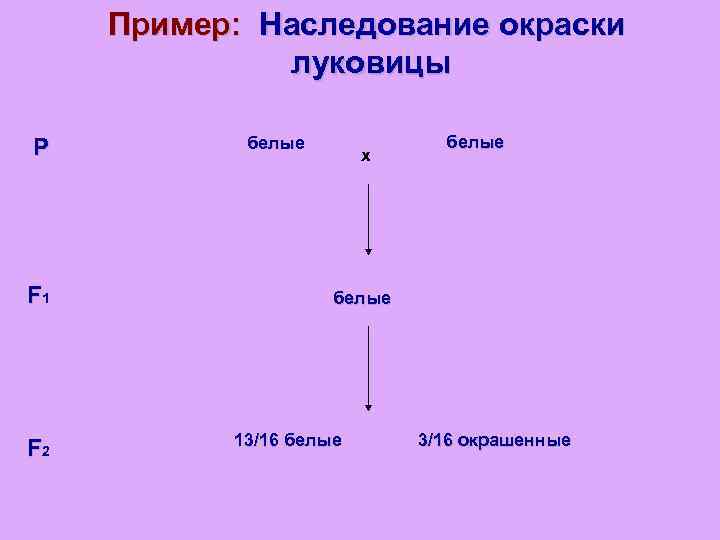 Пример: Наследование окраски луковицы P F 1 F 2 белые x белые 13/16 белые