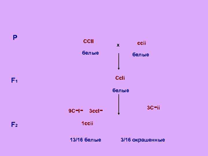 P CCII ccii x белые Cc. Ii F 1 белые -- 9 C I