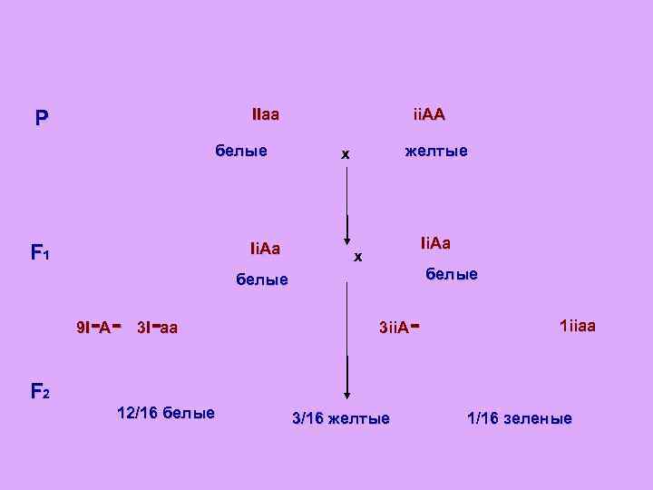 IIaa P белые Ii. Aa F 1 ii. AA желтые x Ii. Aa x