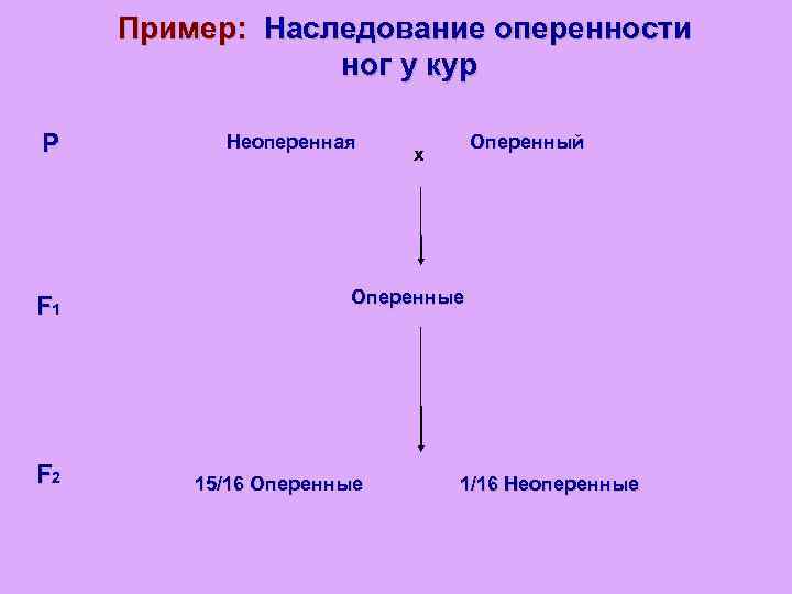 Пример: Наследование оперенности ног у кур P F 1 F 2 Неоперенная Оперенный x