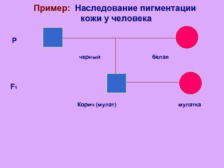 Пример: Наследование пигментации кожи у человека P черный белая F 1 Корич (мулат) мулатка