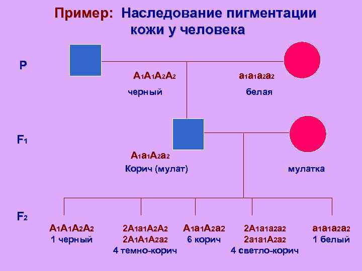 Пример: Наследование пигментации кожи у человека P A 1 A 1 A 2 A