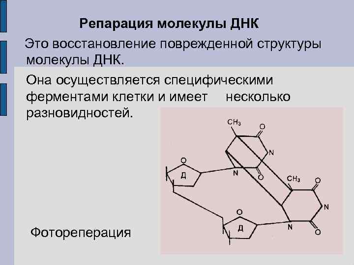 Репарация молекулы ДНК Это восстановление поврежденной структуры молекулы ДНК. Она осуществляется специфическими ферментами клетки