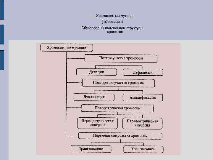  Хромосомные мутации ( аберрации) Обусловлены изменением структуры хромосом 