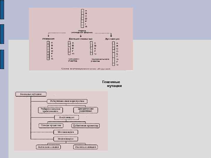 Геномные мутации 