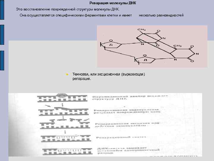 Репарация молекулы ДНК Это восстановление поврежденной структуры молекулы ДНК. Она осуществляется специфическими ферментами клетки