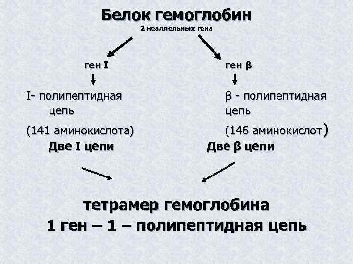 Белок гемоглобин 2 неаллельных гена ген I I- полипептидная цепь (141 аминокислота) Две I