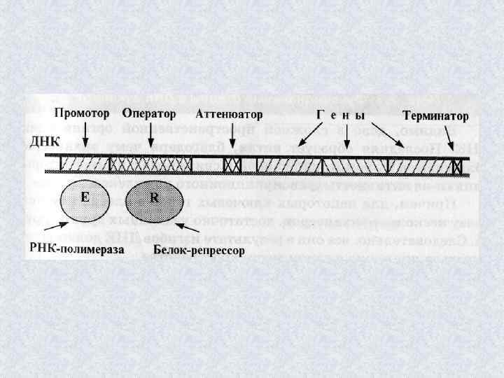 Современное представление о гене схема