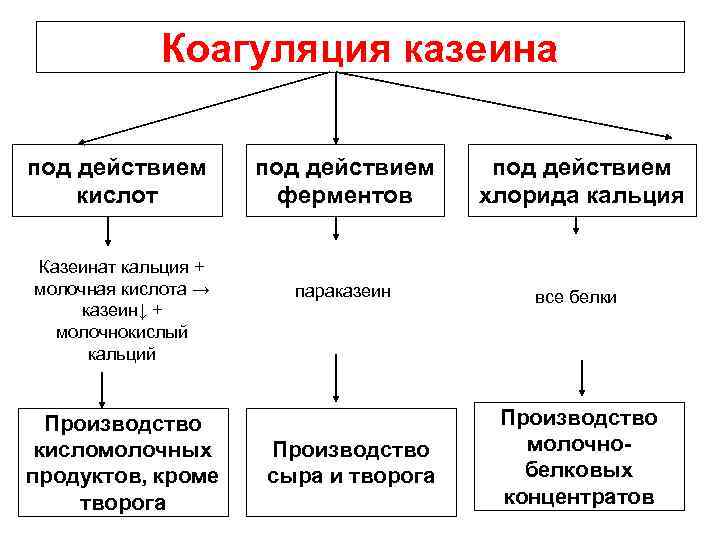 Коагуляция казеина под действием кислот Казеинат кальция + молочная кислота → казеин↓ + молочнокислый