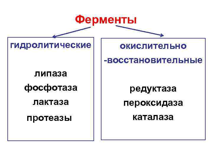 Наличие гидролитических ферментов