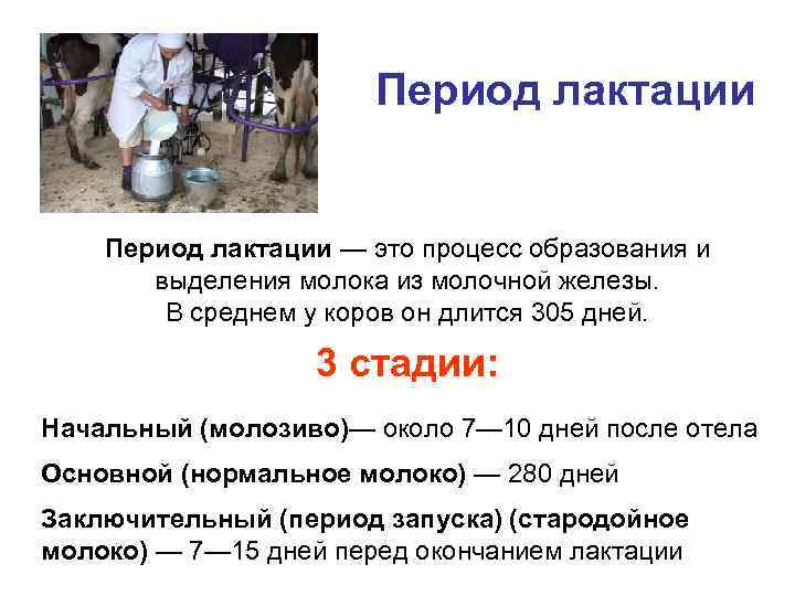  Период лактации — это процесс образования и выделения молока из молочной железы. В