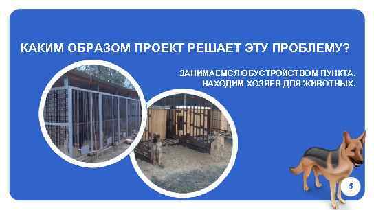 КАКИМ ОБРАЗОМ ПРОЕКТ РЕШАЕТ ЭТУ ПРОБЛЕМУ? ЗАНИМАЕМСЯ ОБУСТРОЙСТВОМ ПУНКТА. НАХОДИМ ХОЗЯЕВ ДЛЯ ЖИВОТНЫХ. 5