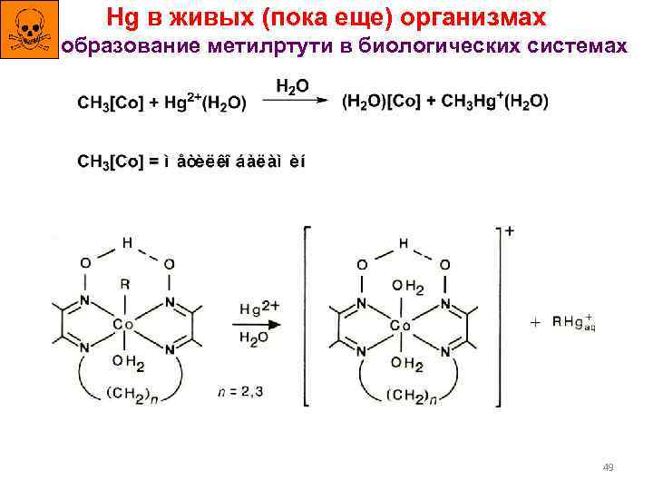 Hg в живых (пока еще) организмах образование метилртути в биологических системах 49 