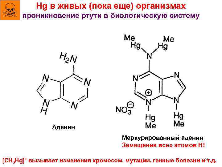Hg в живых (пока еще) организмах проникновение ртути в биологическую систему Аденин Меркурированный аденин