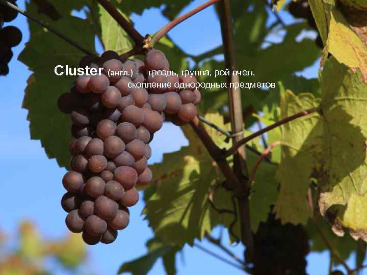 Cluster (англ. ) – гроздь, группа, рой пчел, скопление однородных предметов 