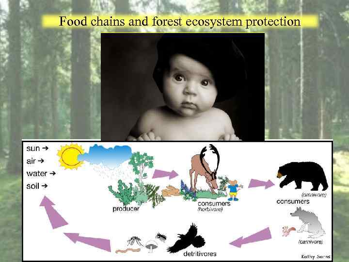 Food chains and forest ecosystem protection 