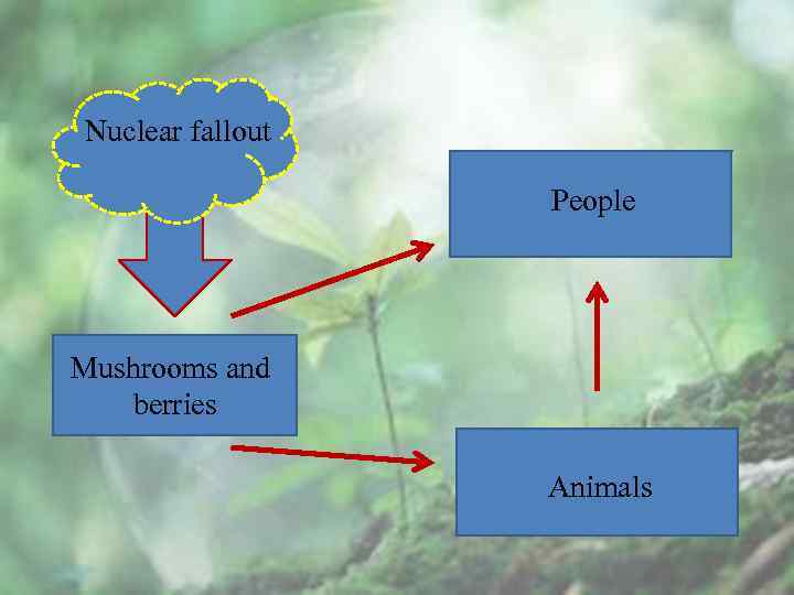 Nuclear fallout People Mushrooms and berries Animals 