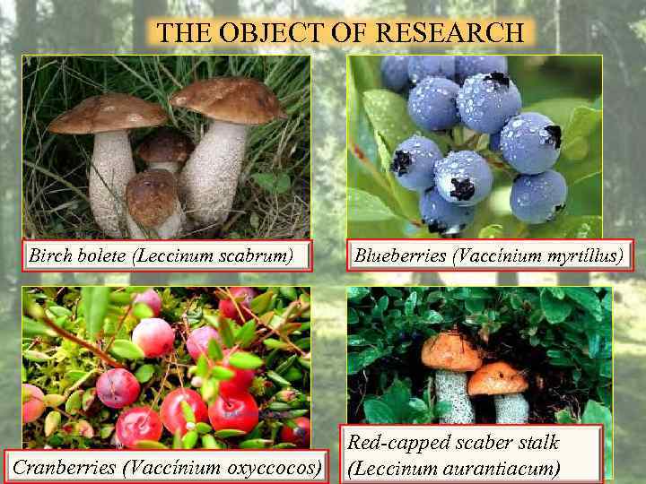 THE OBJECT OF RESEARCH Birch bolete (Leccinum scabrum) Cranberries (Vaccínium oxyccocos) Blueberries (Vaccínium myrtíllus)