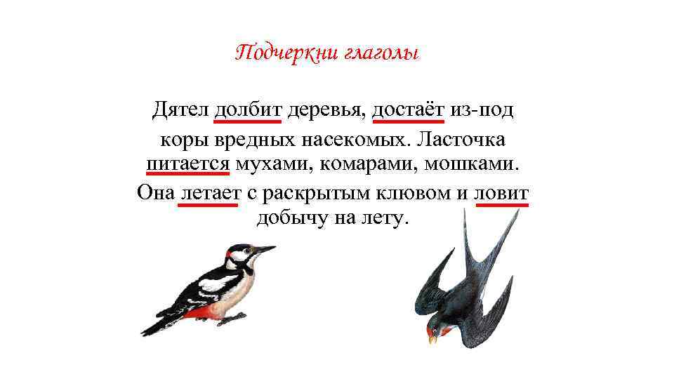 Подчеркни глаголы Дятел долбит деревья, достаёт из-под коры вредных насекомых. Ласточка питается мухами, комарами,